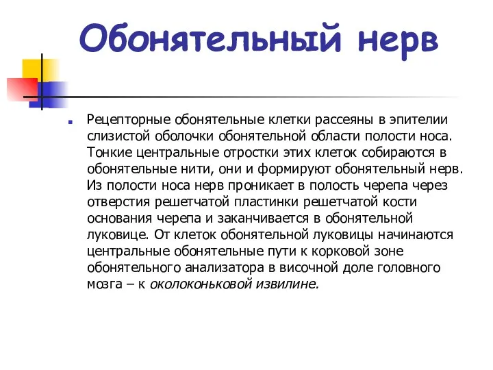 Обонятельный нерв Рецепторные обонятельные клетки рассеяны в эпителии слизистой оболочки