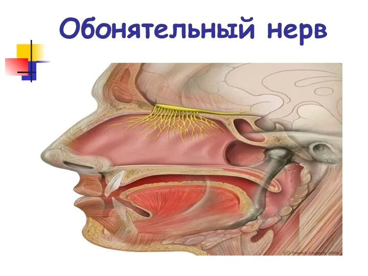 Обонятельный нерв