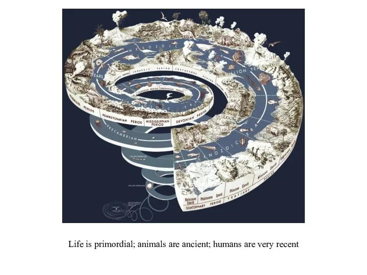 Life is primordial; animals are ancient; humans are very recent