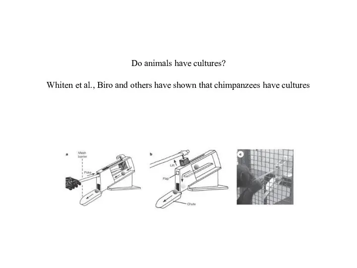 Do animals have cultures? Whiten et al., Biro and others have shown that chimpanzees have cultures