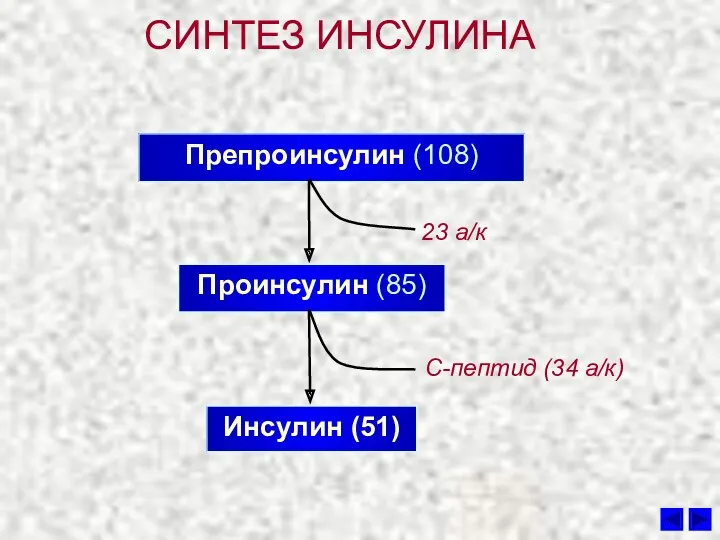 СИНТЕЗ ИНСУЛИНА Препроинсулин (108) Проинсулин (85) Инсулин (51) 23 а/к С-пептид (34 а/к)