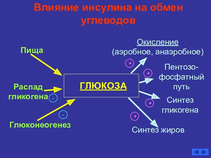 Влияние инсулина на обмен углеводов ГЛЮКОЗА Глюконеогенез Распад гликогена Пища Окисление (аэробное, анаэробное)