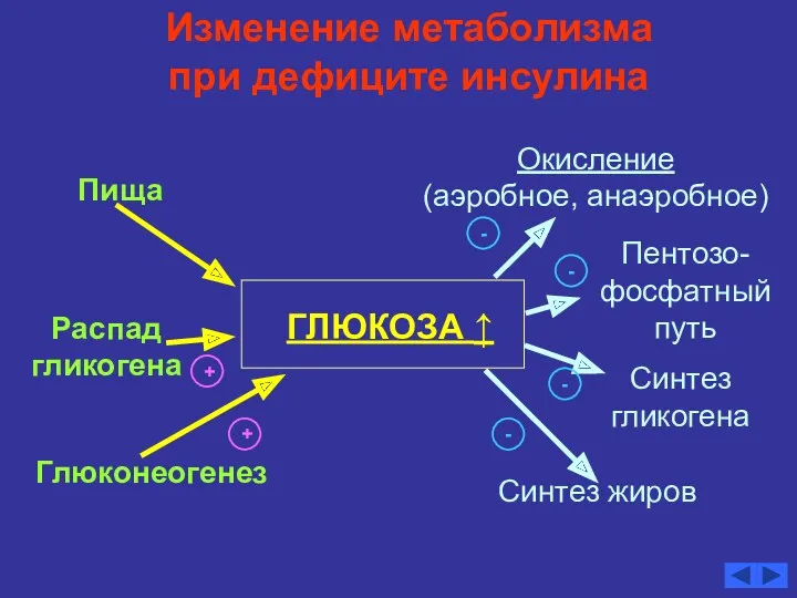 Изменение метаболизма при дефиците инсулина ГЛЮКОЗА ↑ Глюконеогенез Распад гликогена Пища Окисление (аэробное,