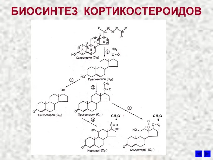 БИОСИНТЕЗ КОРТИКОСТЕРОИДОВ