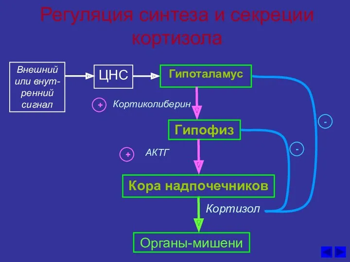 Регуляция синтеза и секреции кортизола ЦНС Кортиколиберин Гипоталамус Гипофиз АКТГ Кора надпочечников Кортизол