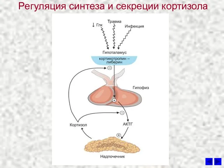 Регуляция синтеза и секреции кортизола