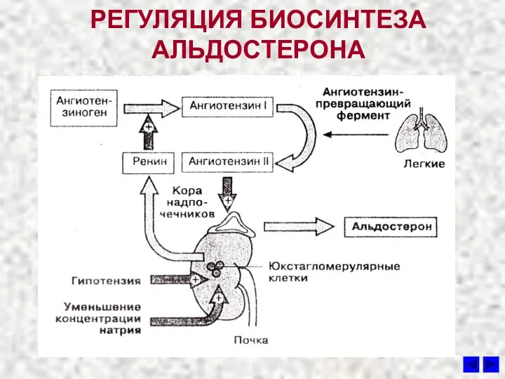 РЕГУЛЯЦИЯ БИОСИНТЕЗА АЛЬДОСТЕРОНА