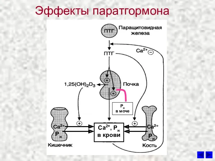 Эффекты паратгормона