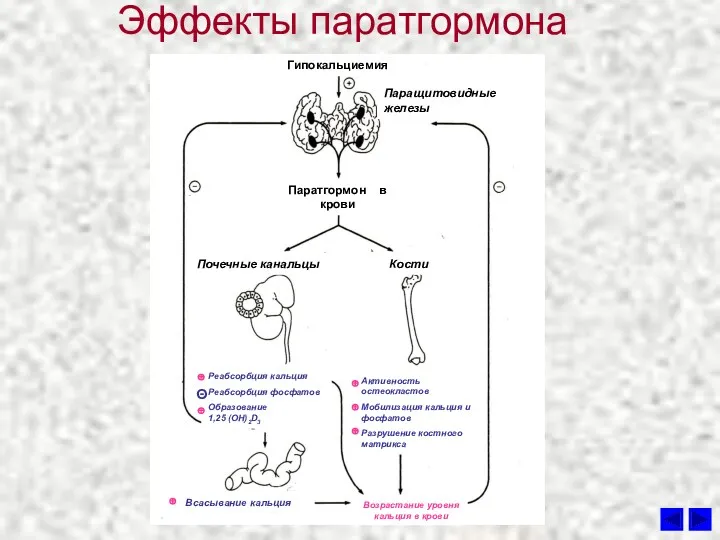 Эффекты паратгормона