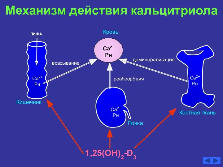 Механизм действия кальцитриола Костная ткань Са2+ Рн ПИЩА Кровь реабсорбция деминерализация всасывание Са2+