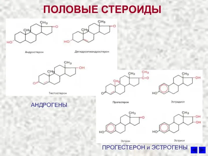 ПОЛОВЫЕ СТЕРОИДЫ АНДРОГЕНЫ ПРОГЕСТЕРОН и ЭСТРОГЕНЫ