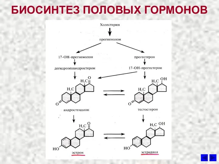 БИОСИНТЕЗ ПОЛОВЫХ ГОРМОНОВ