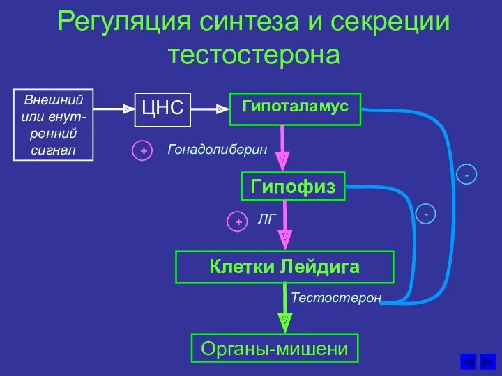 Регуляция синтеза и секреции тестостерона ЦНС Гонадолиберин Гипоталамус Гипофиз ЛГ Клетки Лейдига Тестостерон