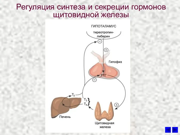 Регуляция синтеза и секреции гормонов щитовидной железы