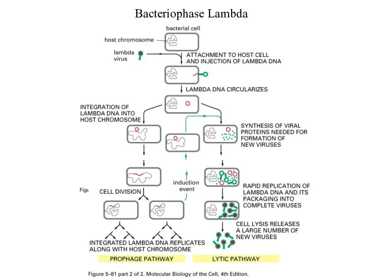 Bacteriophase Lambda