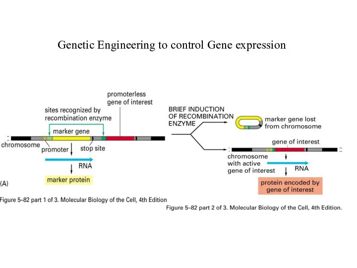 Genetic Engineering to control Gene expression