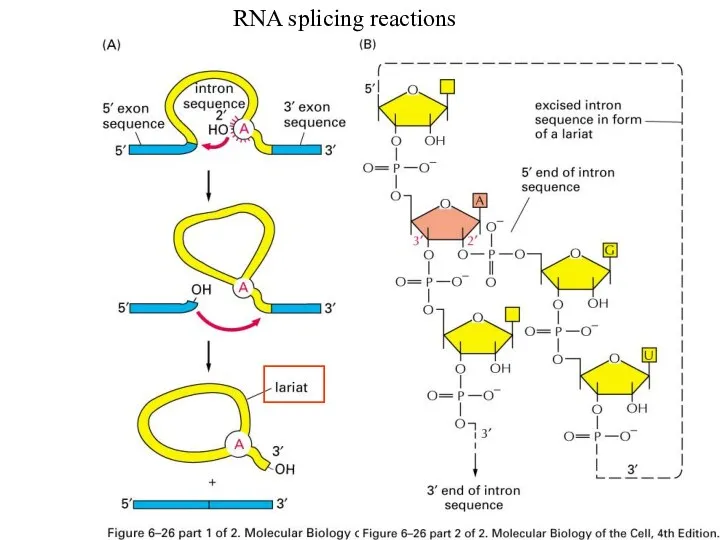 RNA splicing reactions