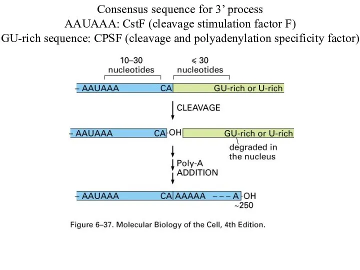 Consensus sequence for 3’ process AAUAAA: CstF (cleavage stimulation factor