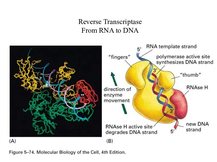 Reverse Transcriptase From RNA to DNA