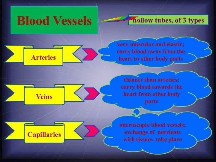 Blood Vessels very muscular and elastic; carry blood away from
