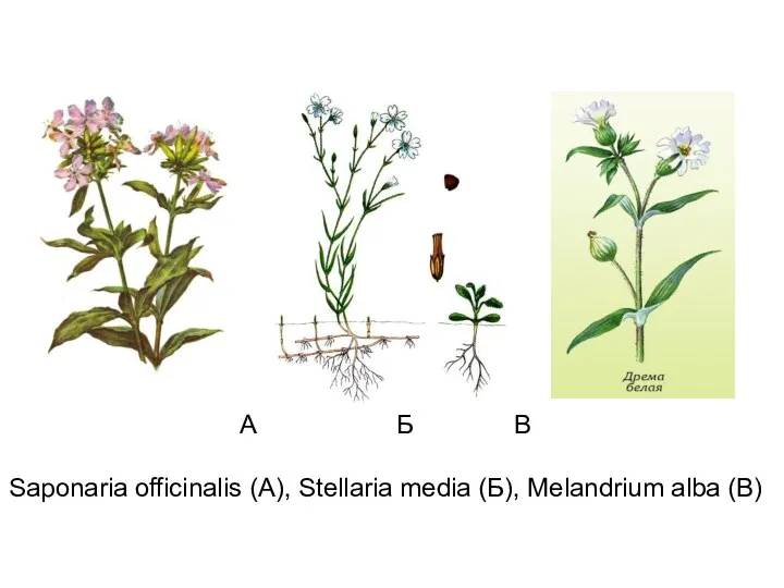 А Б В Saponaria officinalis (А), Stellaria media (Б), Melandrium alba (В)