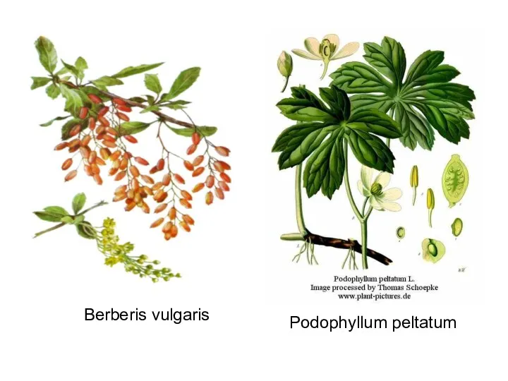 Berberis vulgaris Podophyllum peltatum
