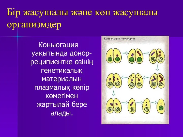 Бір жасушалы және көп жасушалы организмдер Коньюгация уақытында донор-реципиентке өзінің генетикалық материалын плазмалық