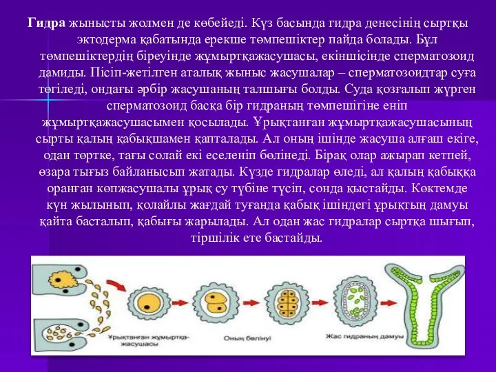 Гидра жынысты жолмен де көбейеді. Күз басында гидра денесінің сыртқы