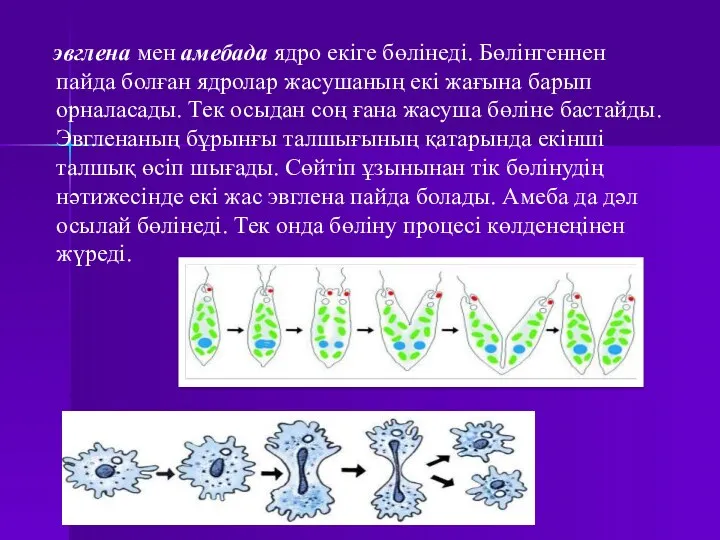эвглена мен амебада ядро екіге бөлінеді. Бөлінгеннен пайда болған ядролар жасушаның екі жағына