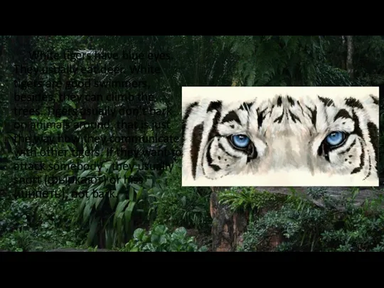 White tigers have blue eyes. They usually eat deer. White tigers are good