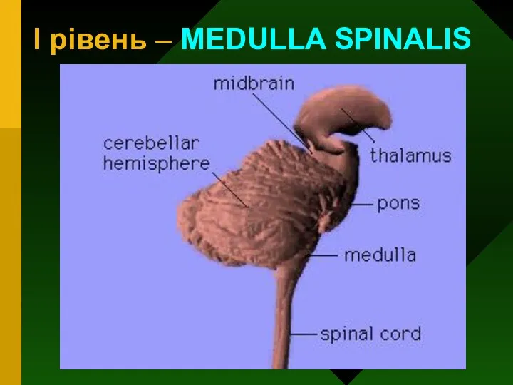 I рівень – MEDULLA SPINALIS