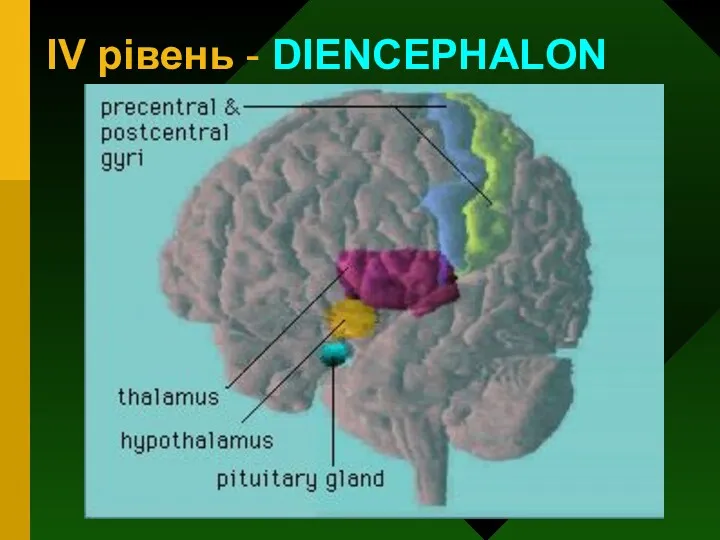 IV рівень - DIENCEPHALON