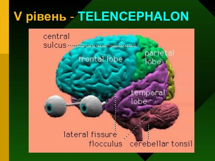 V рівень - TELENCEPHALON