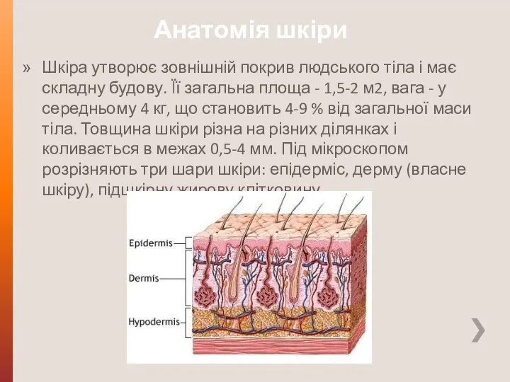 Анатомія шкіри Шкіра утворює зовнішній покрив людського тіла і має складну будову. Її