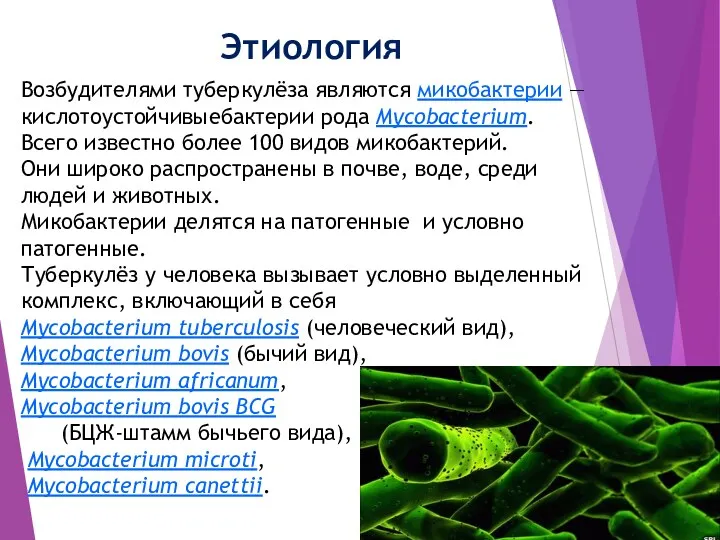 Этиология Возбудителями туберкулёза являются микобактерии — кислотоустойчивыебактерии рода Mycobacterium. Всего