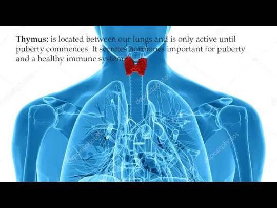 Thymus: is located between our lungs and is only active