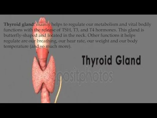 Thyroid gland: mainly helps to regulate our metabolism and vital