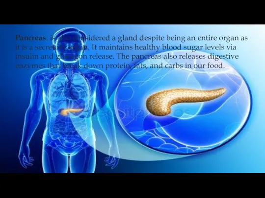 Pancreas: is also considered a gland despite being an entire