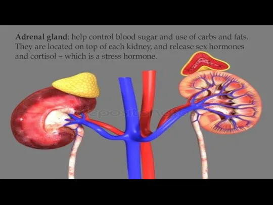 Adrenal gland: help control blood sugar and use of carbs