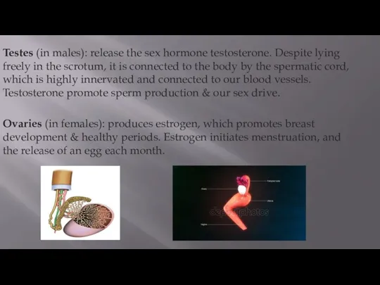 Testes (in males): release the sex hormone testosterone. Despite lying