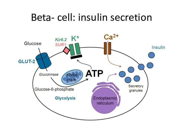 Beta- cell: insulin secretion