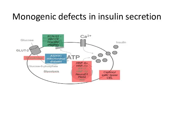 Monogenic defects in insulin secretion