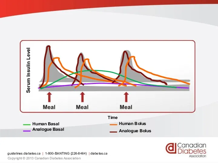 Serum Insulin Level Time guidelines.diabetes.ca | 1-800-BANTING (226-8464) | diabetes.ca Copyright © 2013 Canadian Diabetes Association