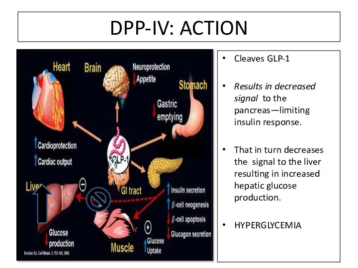 DPP-IV: ACTION Cleaves GLP-1 Results in decreased signal to the pancreas—limiting insulin response.