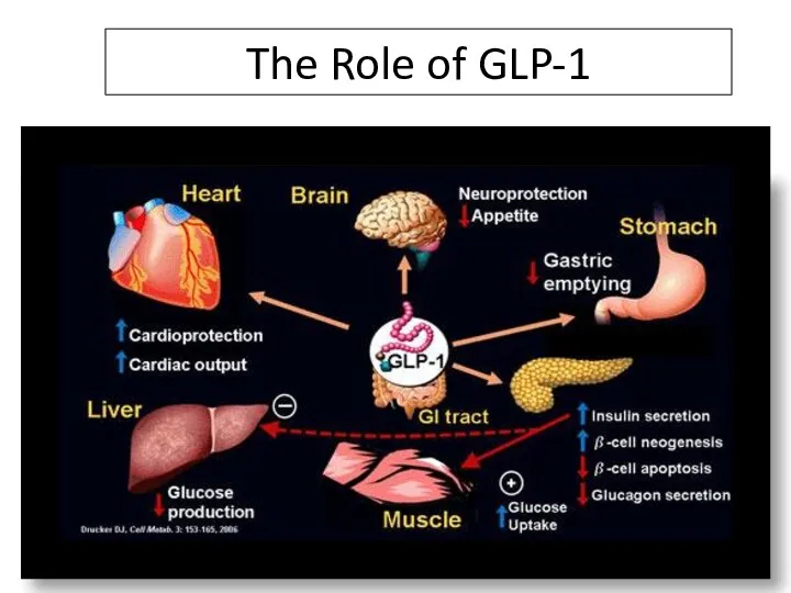 The Role of GLP-1 DPP-4 Inhibitors Increase ½ Life of GLP-1