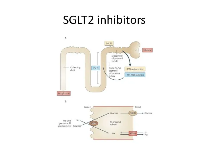 SGLT2 inhibitors