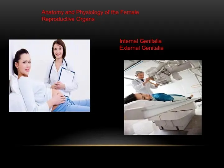 Anatomy and Physiology of the Female Reproductive Organs Internal Genitalia External Genitalia