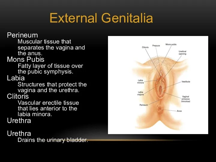 External Genitalia Perineum Muscular tissue that separates the vagina and the anus. Mons