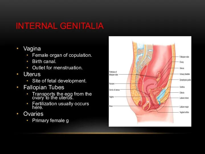 Vagina Female organ of copulation. Birth canal. Outlet for menstruation.
