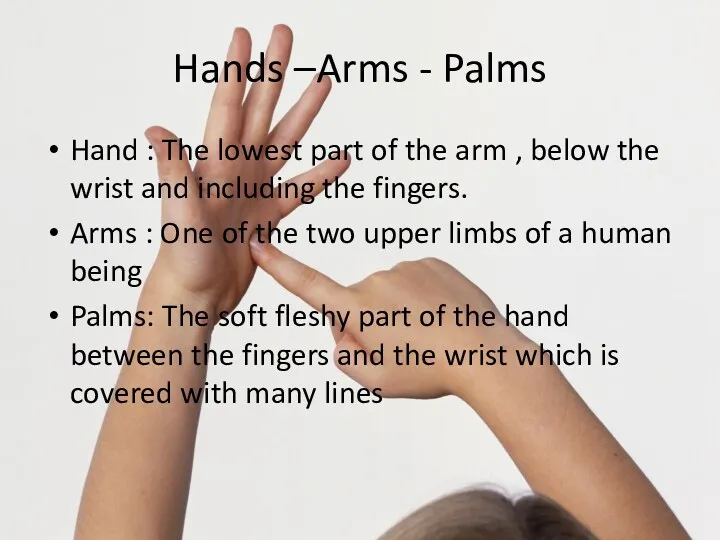 Hands –Arms - Palms Hand : The lowest part of the arm ,